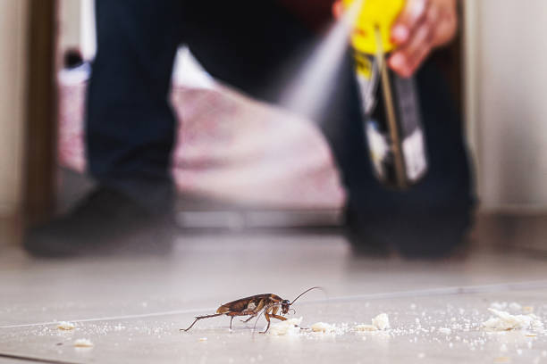 Best Flea Control Services  in Ludington, MI