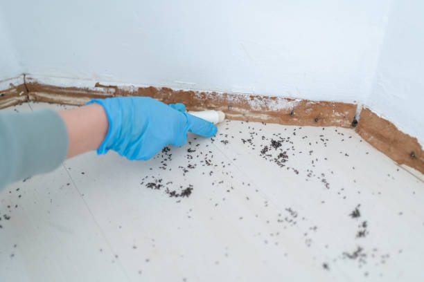 Best Best Pest Control Companies  in Ludington, MI