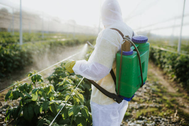Wasp Removal Services in Ludington, MI